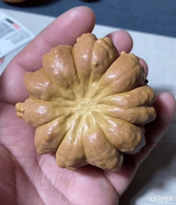 文玩葫芦|深圳大学毕业后回农村种文玩葫芦，一年只能挣30w，怎么办？