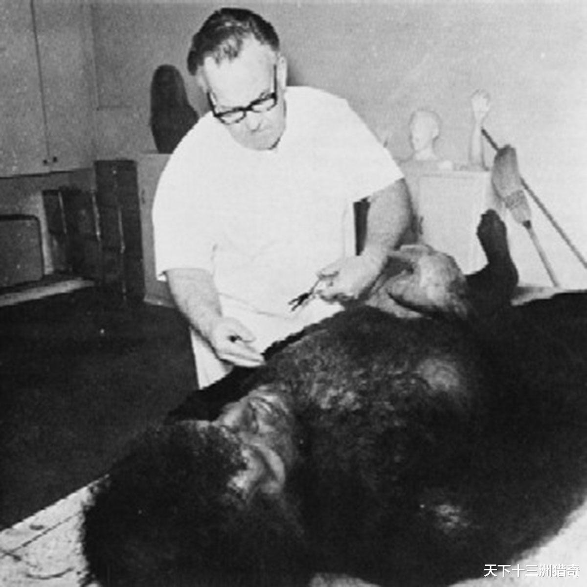 55年前,美国“明尼苏达冰人”是森林人?是人和猿间的过渡生物吗