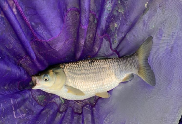 水库|钓鱼什么条件特别重要,做到这一条,天天爆护