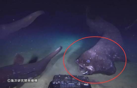 日本深海发现“怪鱼”,体长超2米,模样古怪,是核辐射产物吗?