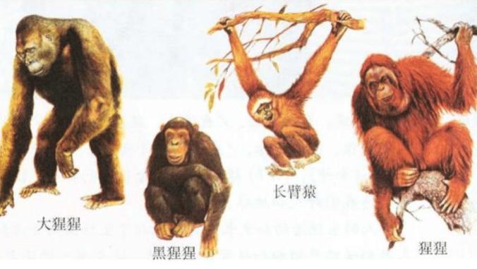 撕对手皮肤、摘生殖器宣告战争胜利，贡贝黑猩猩四年“血腥之战”