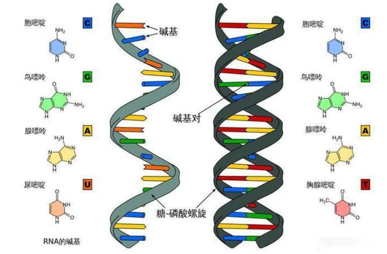 人在火化后还会剩下基因吗?DNA可比你的想象的要顽强