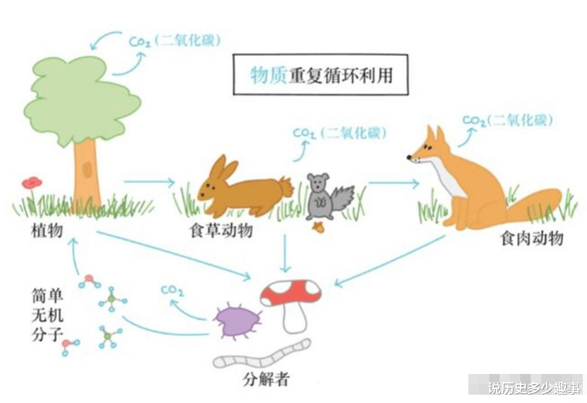 “腐烂”规律已被破坏,专家:为避免浪费,人类最好放弃火化