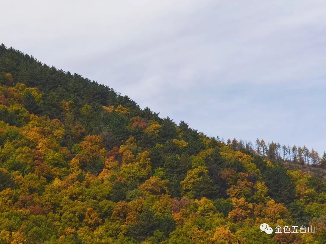 五台山|金色五台山，等你来相遇