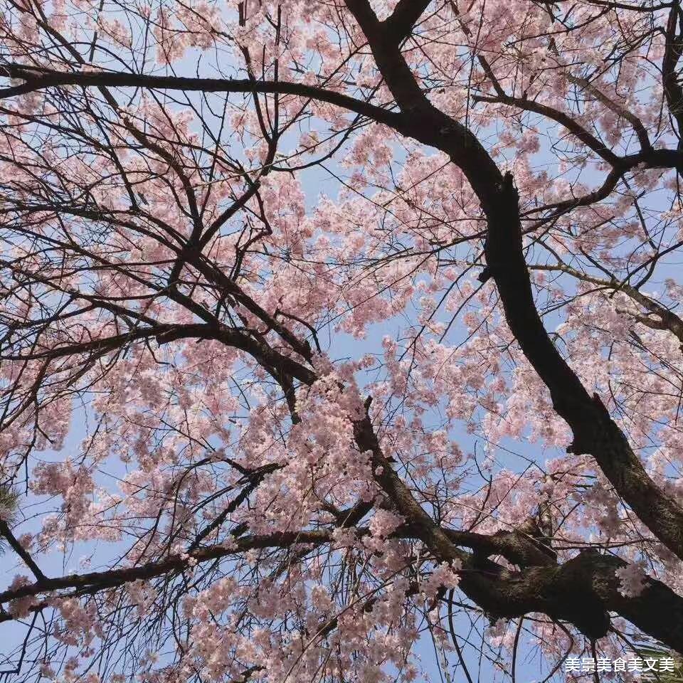 美丽|“层层围珠玑，团团锦绣簇”：青龙寺的樱花开了！