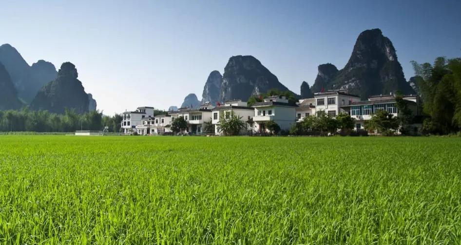 柿子|广西-崇左八景