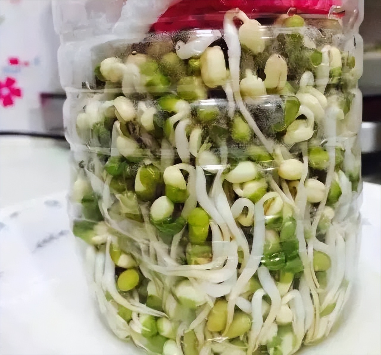 蔬菜|蔬菜还用买？拿个饮料瓶，撒点儿种子，10天就收获，一家人吃不完