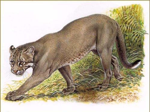 古代传说猛兽“彪”,是什么动物?能轻松猎捕老虎,全国现存3只