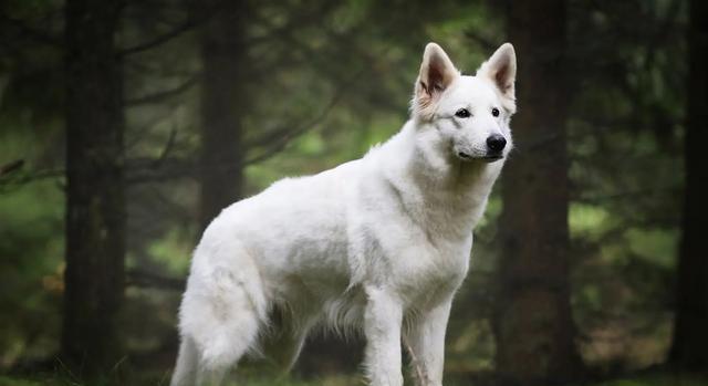 老话说的“鸡不过六、犬不过八”有没有科学依据?