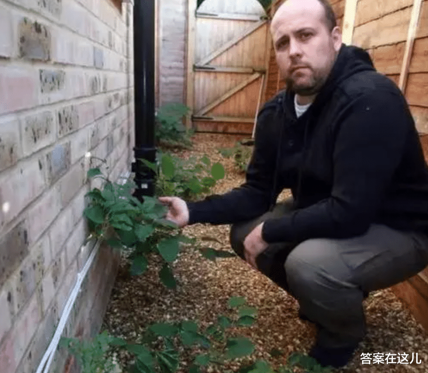 虎杖的威力多大?让英国房屋贬值80%,连长过的土都需回收处理