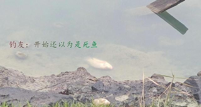 罗非鱼|福州钓友去钓鱼，发现数斤重的罗非鱼漂在河边，冻晕了？