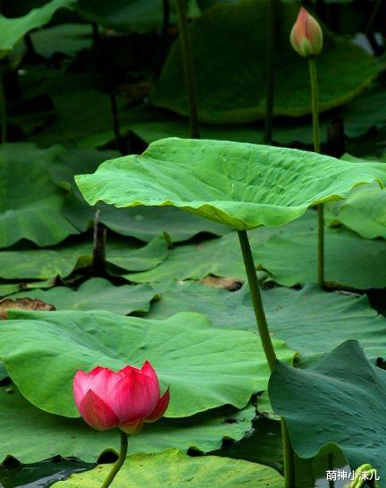 生肖|2月下旬，霉运散喜事来，4属相桃花朵朵，生活幸福，前程似锦