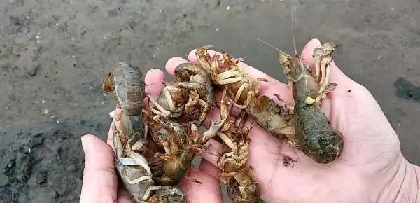 被称为“海陆空”的蝼蛄是害虫还是益虫?它有何弱点?
