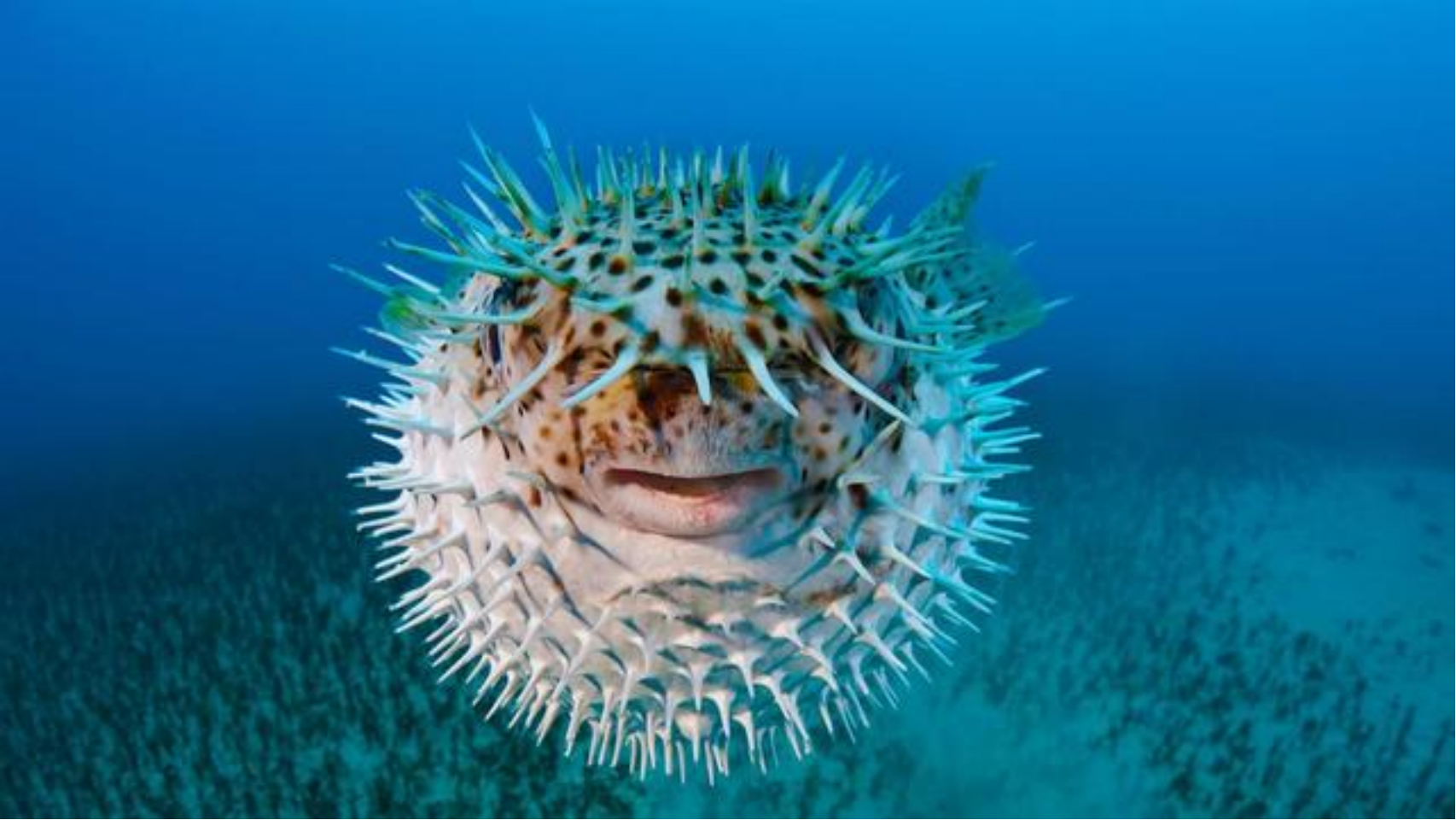 海洋中的食物链,它们是这些生物的“克星”?