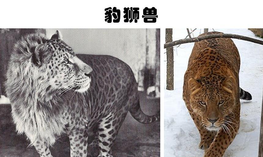 虽被认为是虚构,但在某种意义上真实存在的9种生物