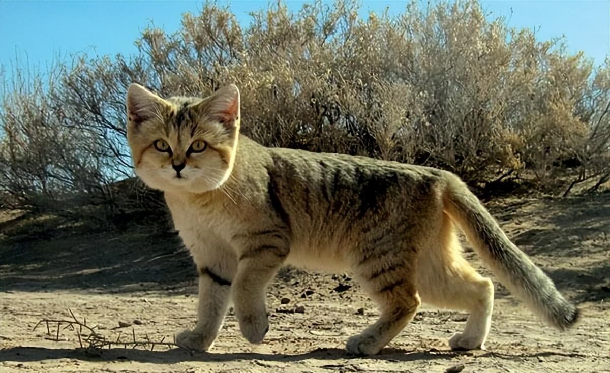 生活在沙漠中的捕蛇高手沙猫,是怎么做到一辈子不喝水的?
