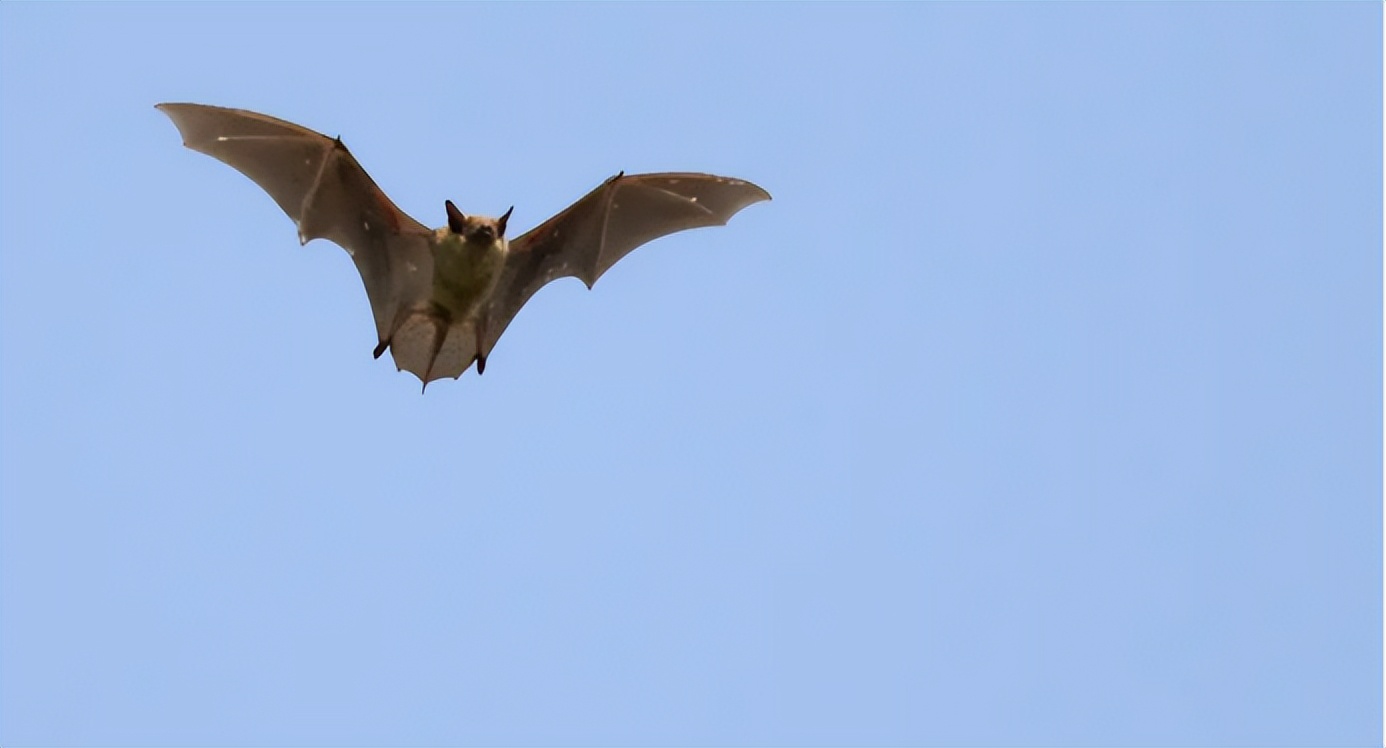 苏州天空出现一根白线,下面挂着一只死蝙蝠,这是咋回事?