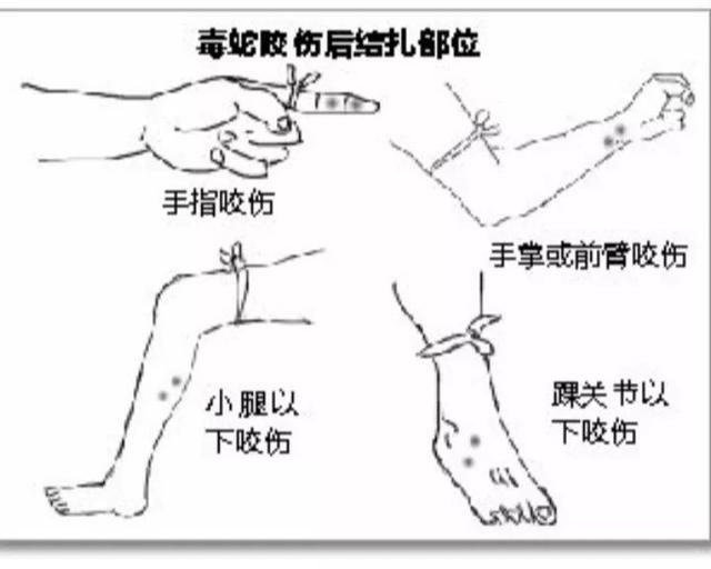 最长的毒蛇,能轻松吞噬其他蛇类,眼镜王蛇有多恐怖?
