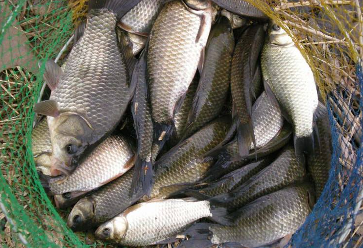 |野钓为何屡屡空军？不妨从3方面找原因，否则别人爆护你干瞪眼