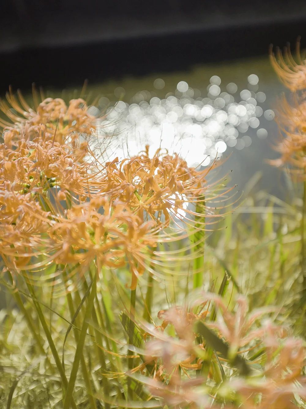 湿地公园|国庆节即将来临 漫山遍野秋花美景，你想和哪一出合影呢？