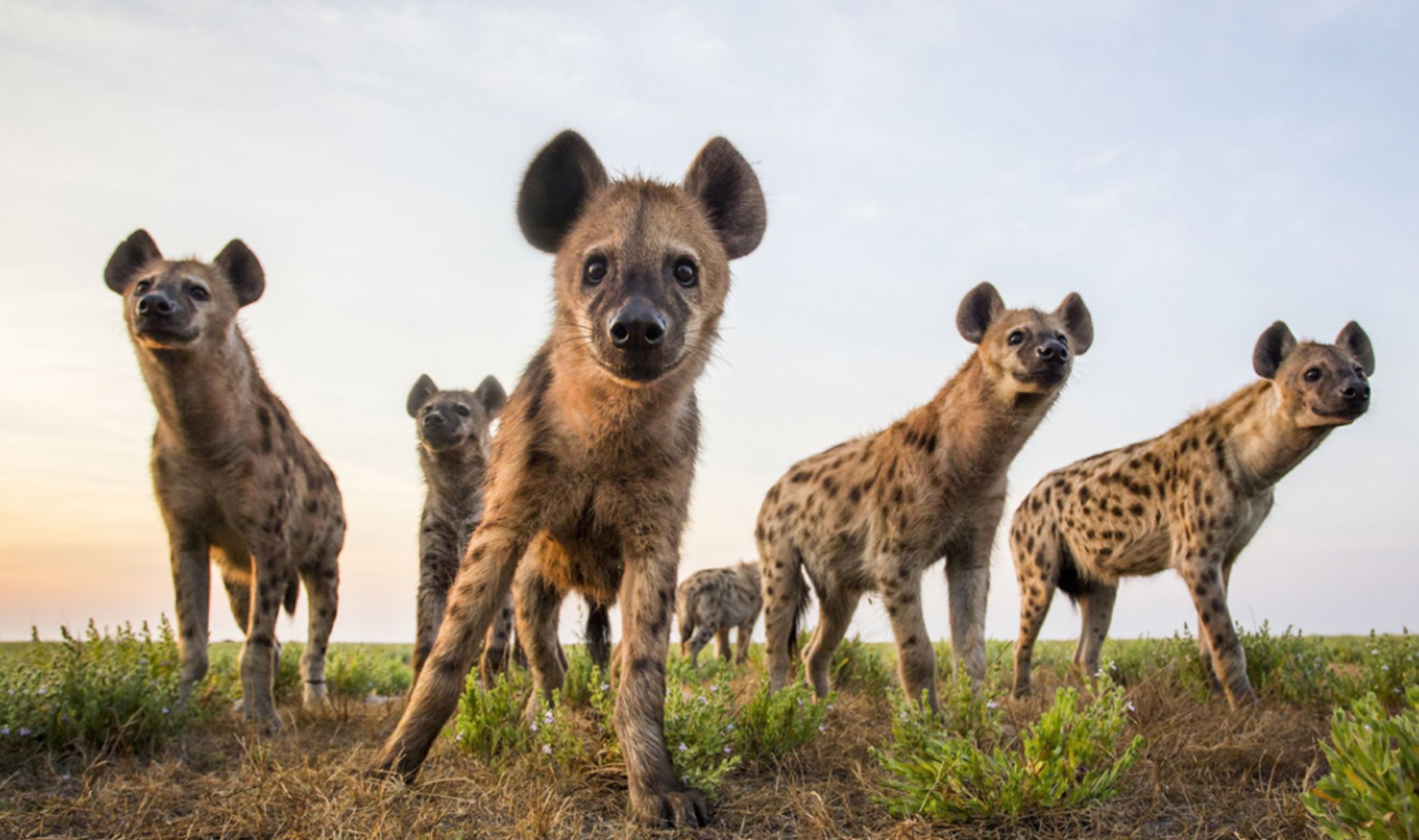非洲草原的隐形皇帝，鬣狗，如何成为非洲一霸？