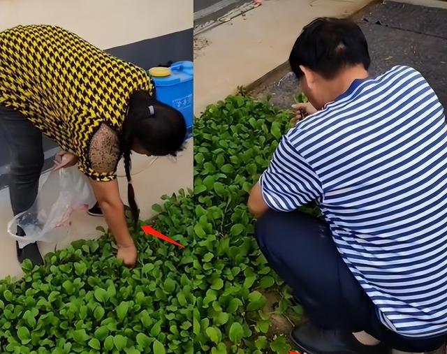 陈萌|真怀了？陈萌产检后去朱家，大衣哥夫妇亲自摘菜做饭，打脸陈亚男