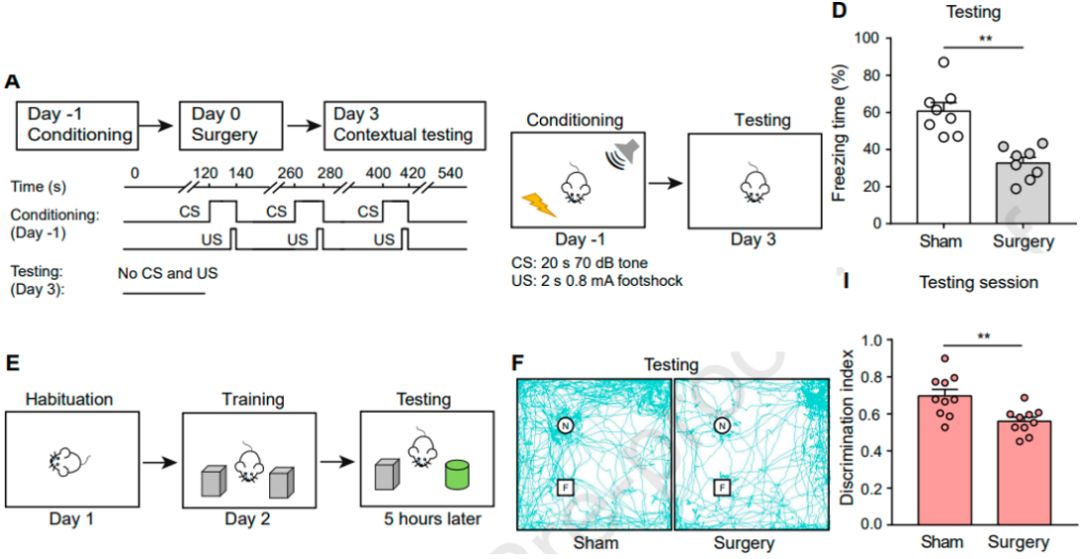 Neuropharm:研究发现手术后海马突触可塑性和认知功能受损有关