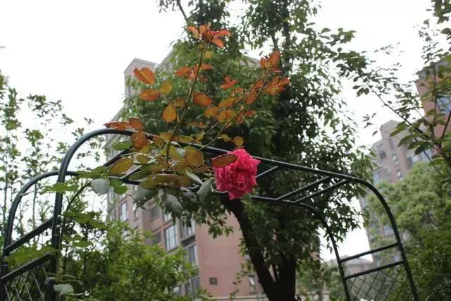 我买下带院子的一楼,被亲戚骂脑子进水,装修好后个个都闭嘴了