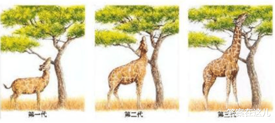 男性进化出胡须,是用来干什么的?达尔文至死也没搞明白这个问题