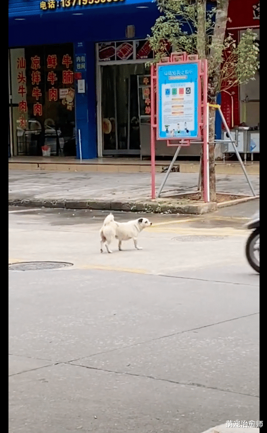 “瘫痪”狗狗拖着后腿过马路，下一秒却被它的动作弄懵了，碰瓷吗