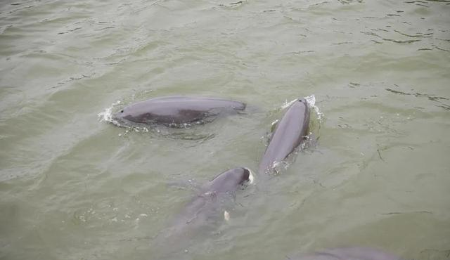 长江|长江三年禁渔成果是毁于天灾?