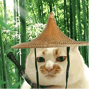 千万粉女网红仅花144小时,拿下清华男神订婚?引发网友热议