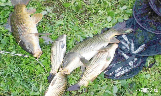 饵料|这种调漂公认最科学，双钩在水底的状态也最多，钓鱼人必学技巧