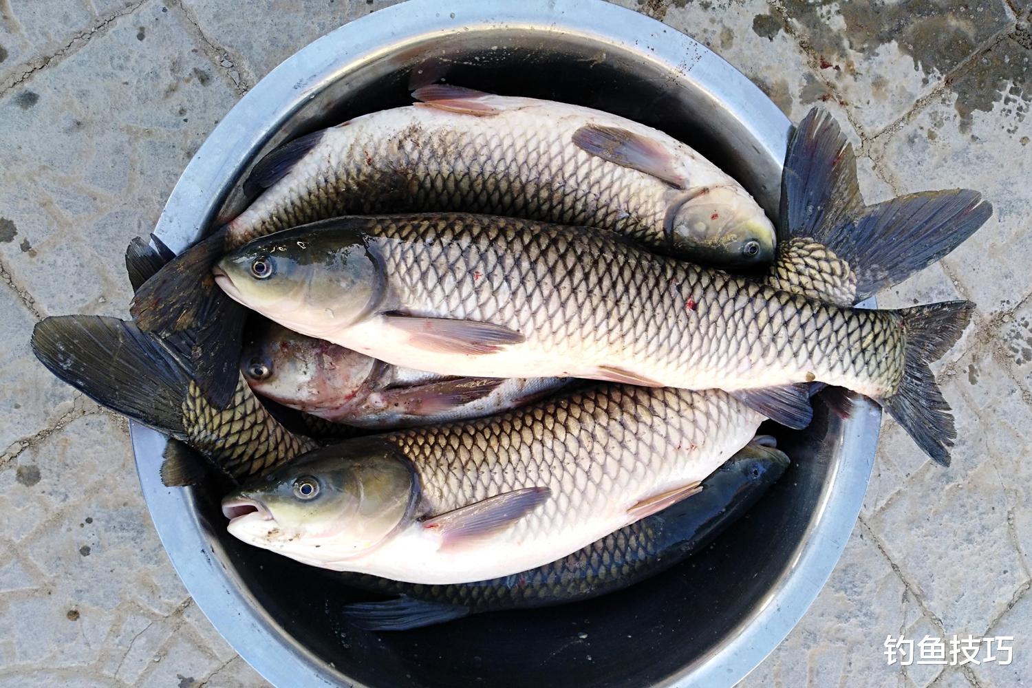 灵敏度|鱼饵的味型有多重要？论鱼饵味型对钓鱼的重要影响
