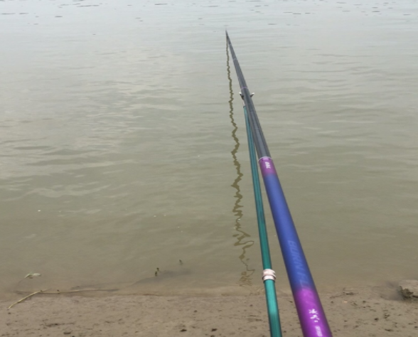 |鱼类嗅觉和味觉，直指诱食剂和促食剂，吃到嘴里才有用(文后彩蛋)