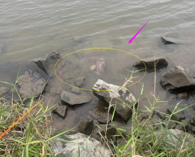 佛山|男子到丈母娘家过年,没钓到鱼钓了一只河鳖,网友:赶上了