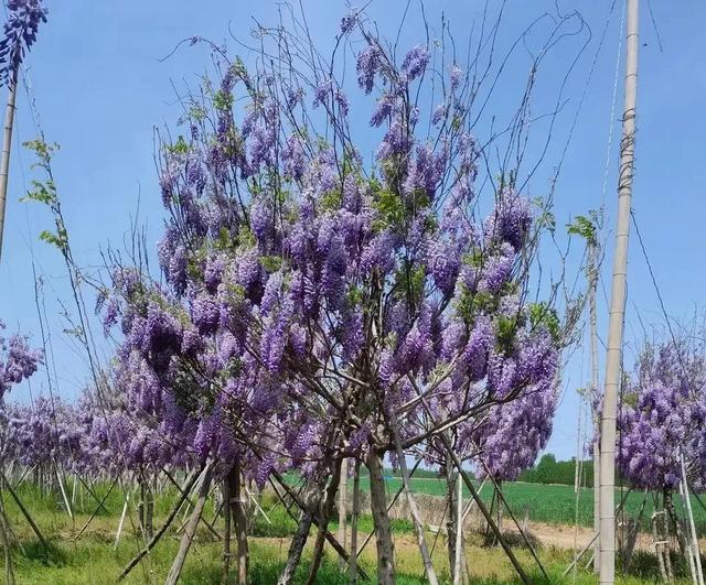这花寿命真长,有些人竟养了30年,越养越旺,颜值还高