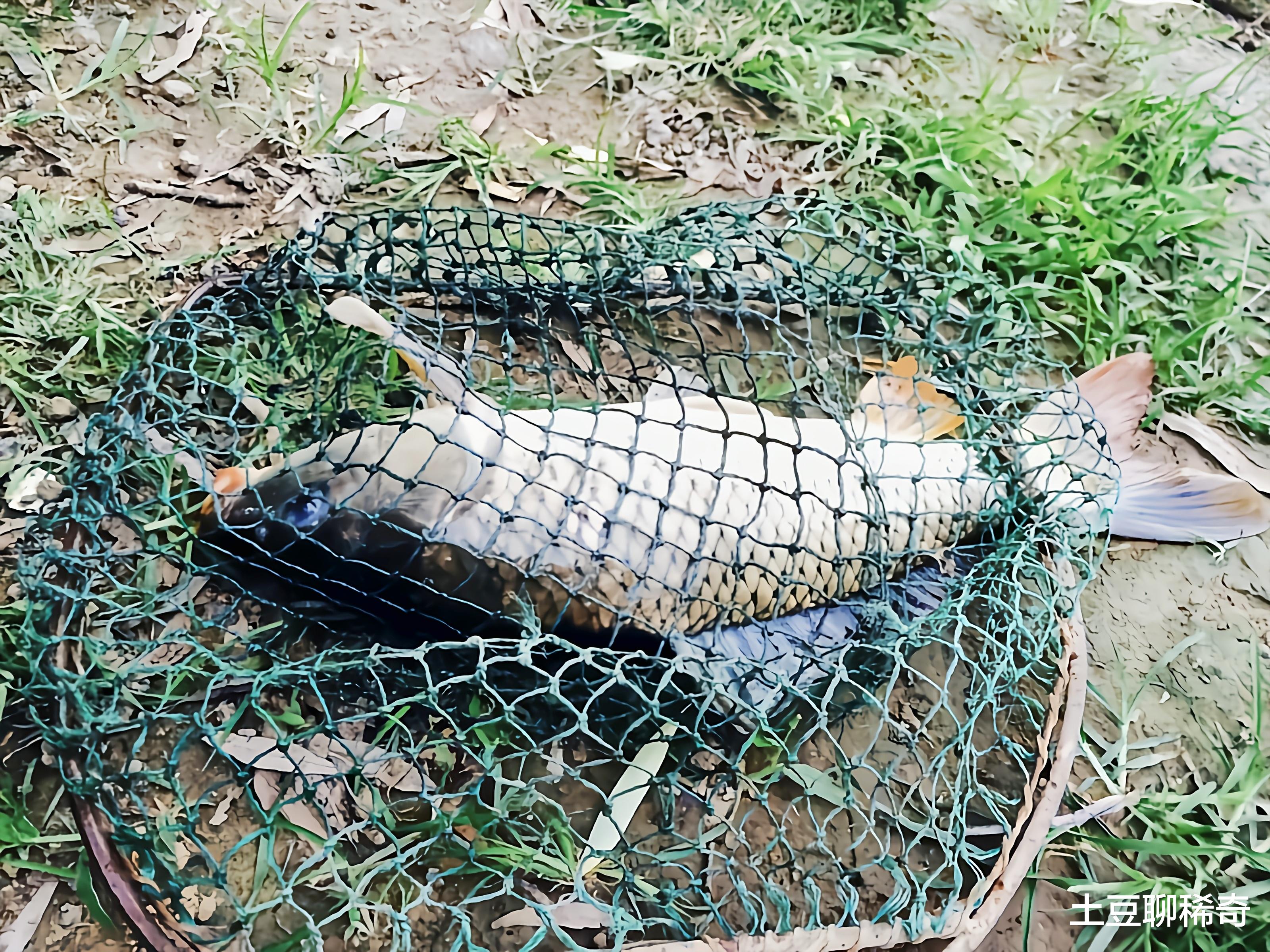 果园|我老伴跳入你家鱼塘捞东西被淹死，你必须赔108万，不然走着瞧！结果却让人咬牙切齿