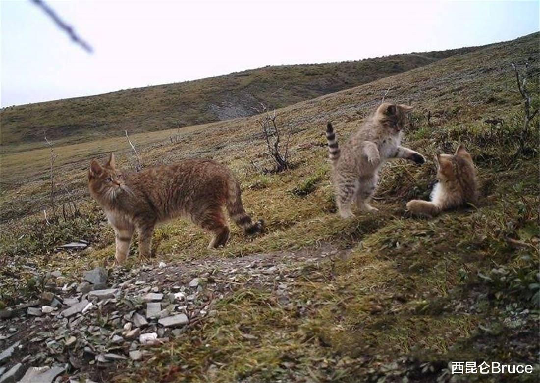 荒漠猫又出现了!祁连山发现我国最神秘的野猫,可用计谋进行捕食