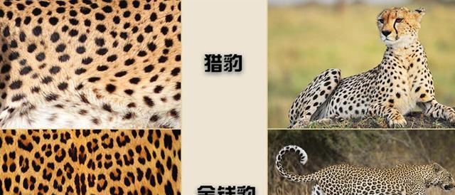 最快猛禽“鸽虎”，性情凶猛敢怼金雕，血肉之躯却能和高铁比速度