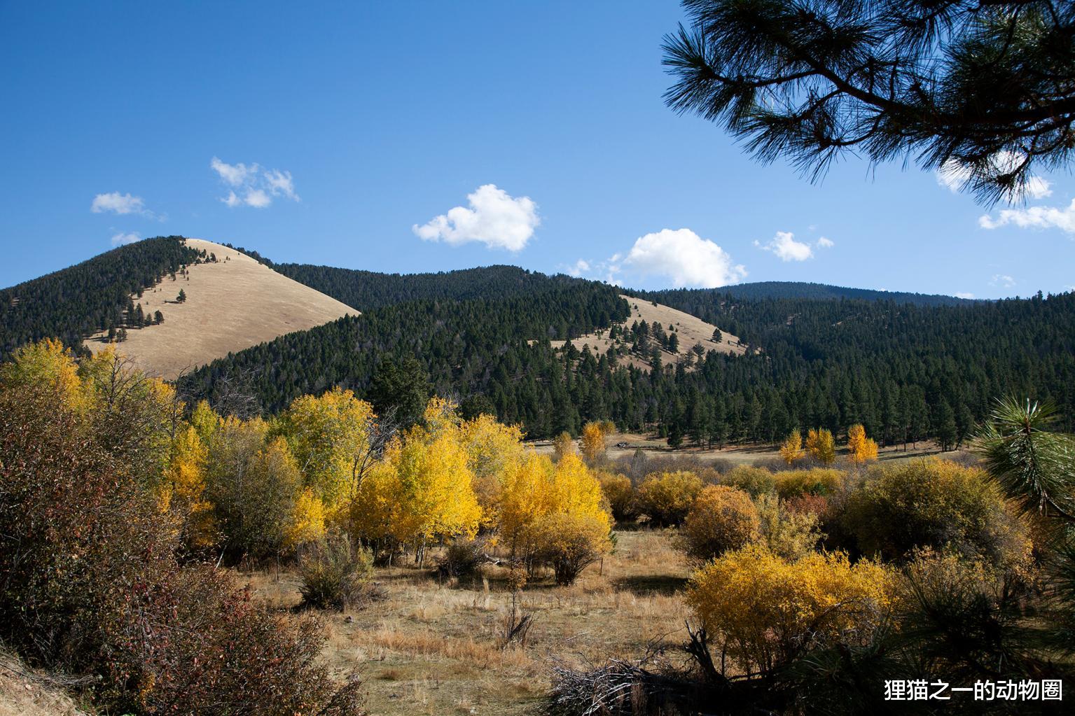 露营|美国女子在蒙大拿州露营,因果香洗发水闻起来像食物,被野熊杀害