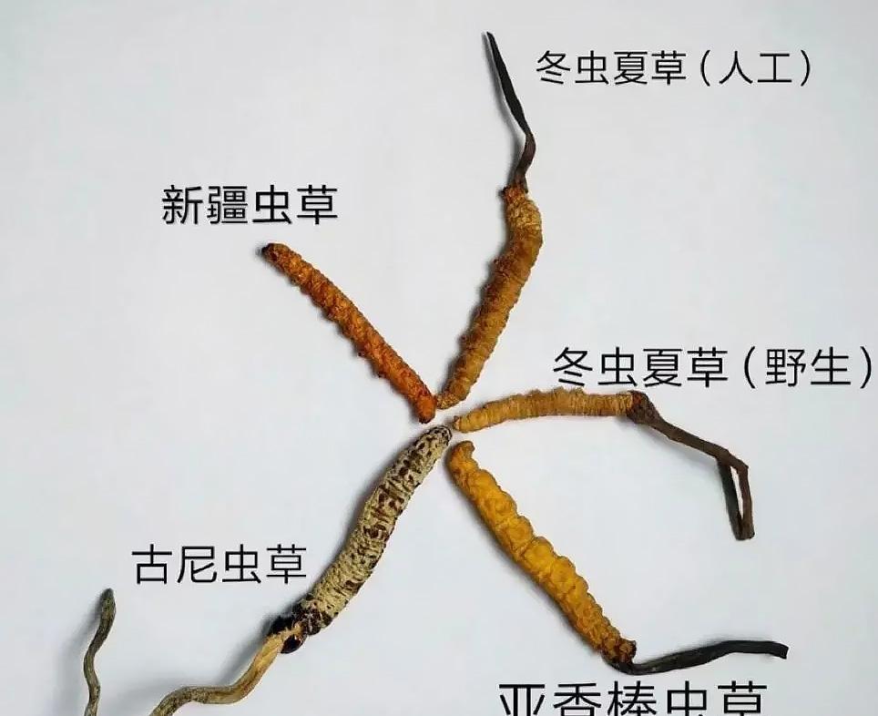 价超黄金!冬虫夏草“6年涨3万”越来越贵:“仿野生”正成主流!