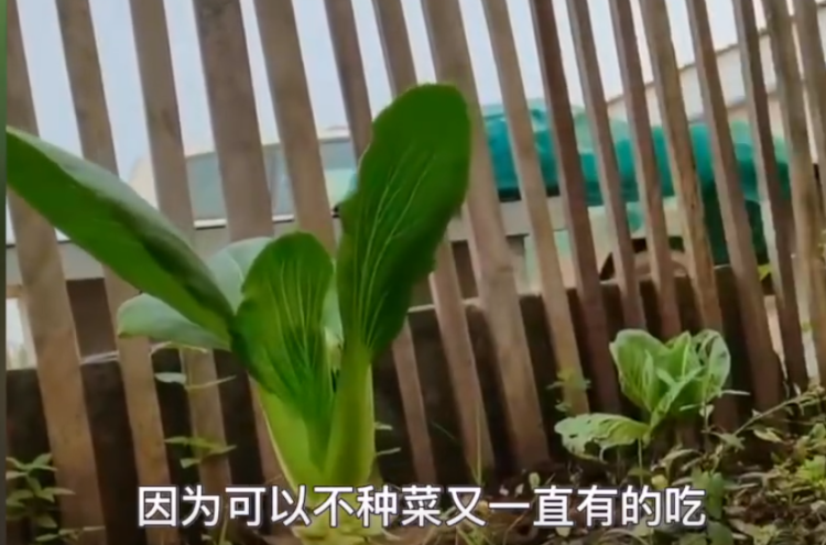 男子把“上海青”种成“万年青”！一棵菜传三代，网友评论亮了！