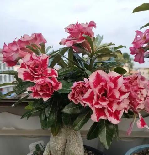 秋冬季这8种花要干着养，不然很容易烂根活不到春天