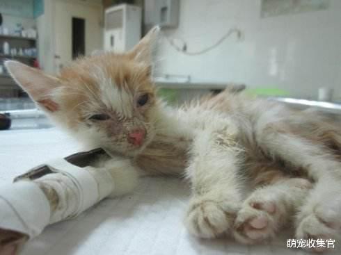 让家长闻之丧胆的猫疾病猫瘟，如何预防猫瘟，猫瘟的症状是什么？