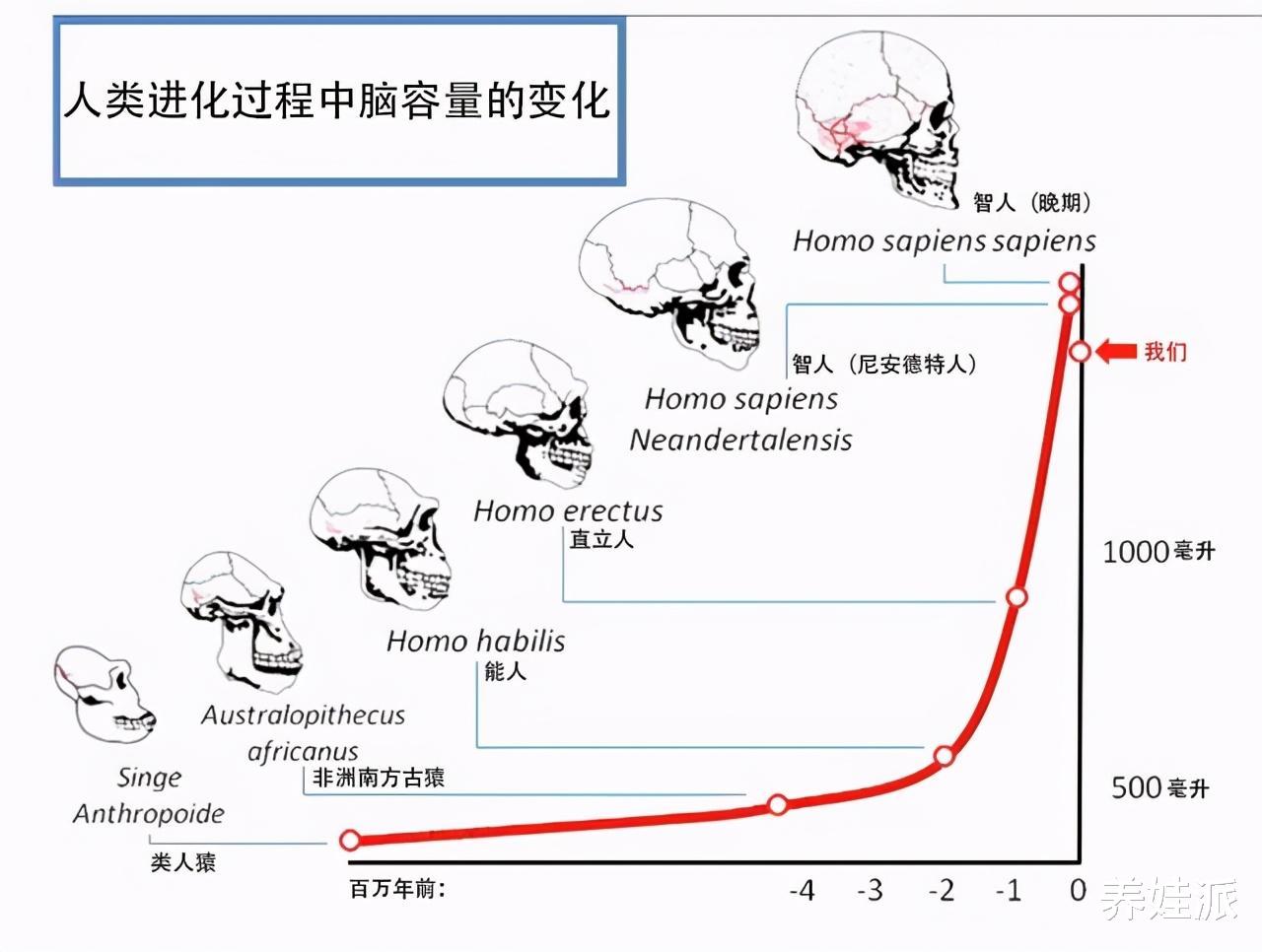 一夫一妻导致自然选择失效,人类进化停止?研究:正在加速
