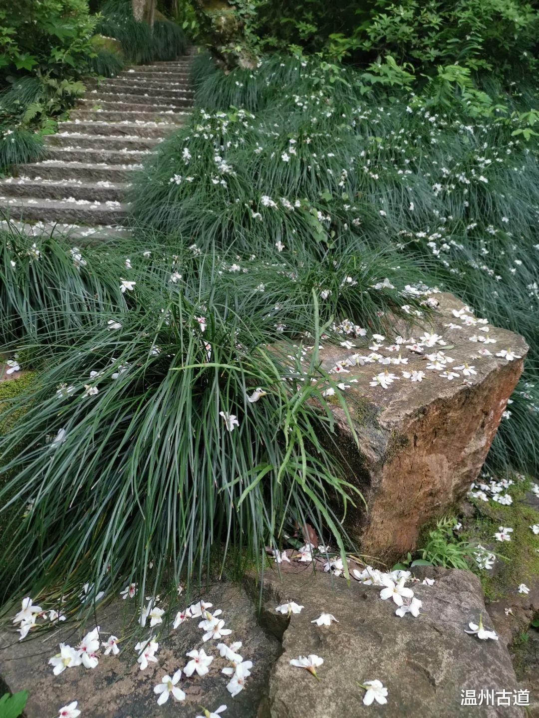 云南|景山的桐花开了!你去看了没有?