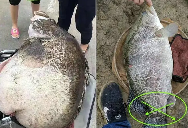 |千岛湖捕到“鳜鱼王”，人们却为何不敢食用？钓友：怕它变异了