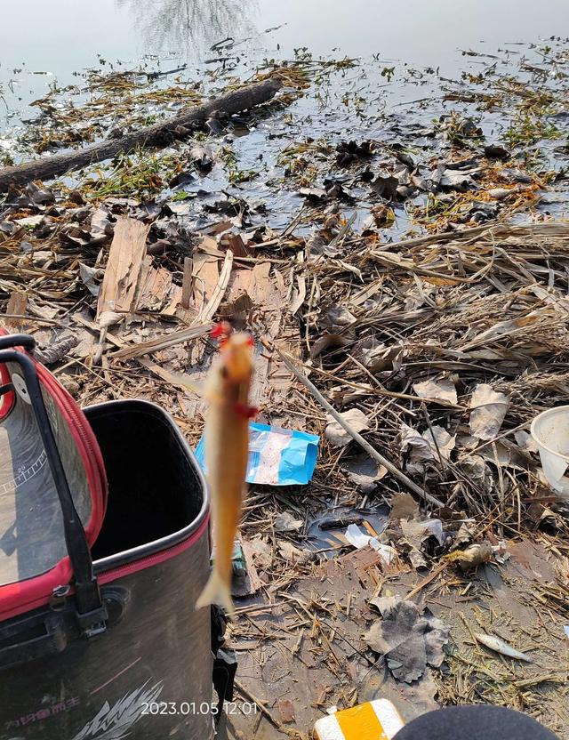 钓鱼|打窝之后麦穗闹,摘漂盲钓鲫鱼到。