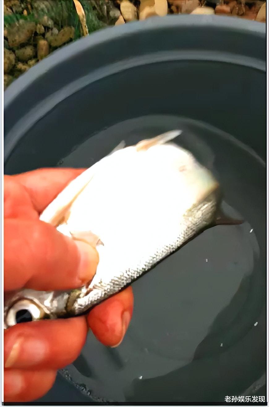 |超市关门，街道“静默”状态，悄悄的去河边搞点荤物